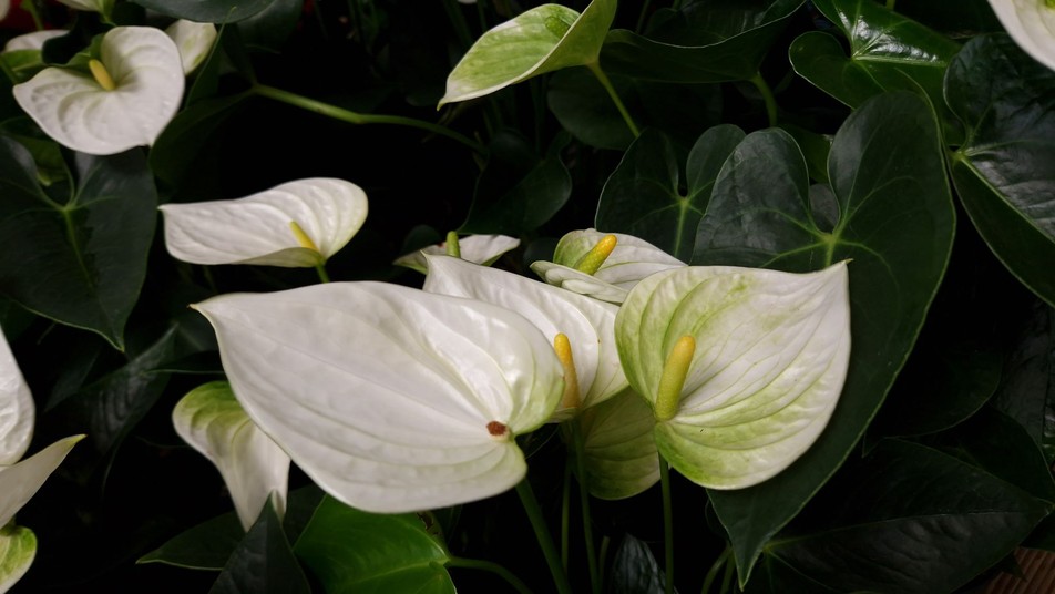 Kolory kwiatów anturium. Jakie kolory może mieć anturium?