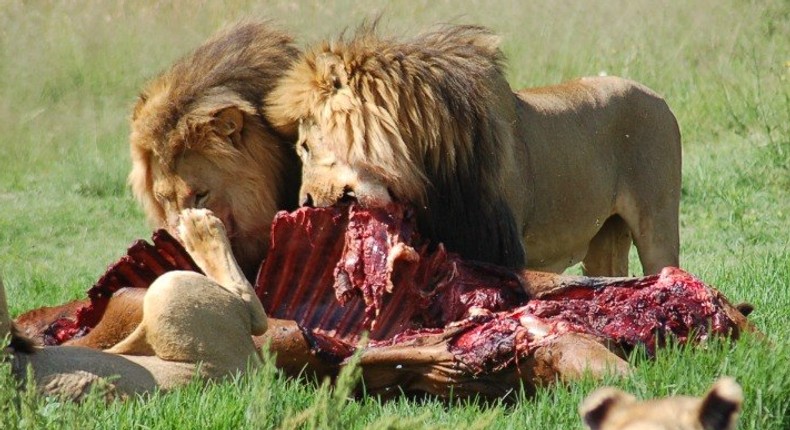 A family of African lions feasting on a carcass.