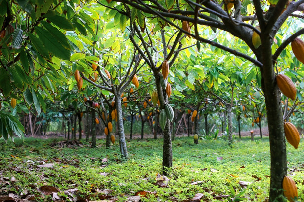 Kakaowiec właściwy - Theobroma cacao, uprawa kakao, ceny kakao, plantacja kakaowców