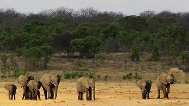 Zimbabwe - 14 słoni otrutych przez kłusowników