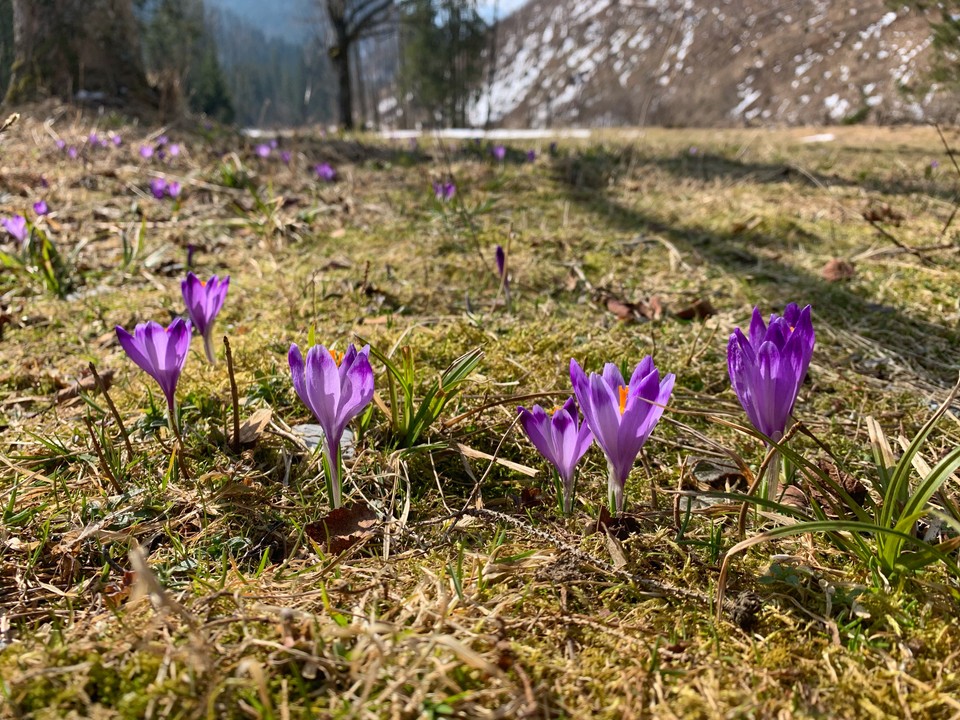 Krokusy w Tatrach