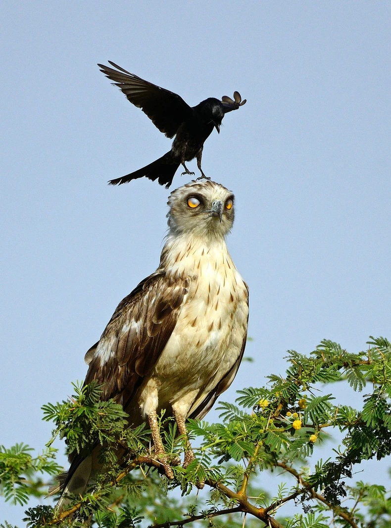Dosadna vrana i očajan orao
