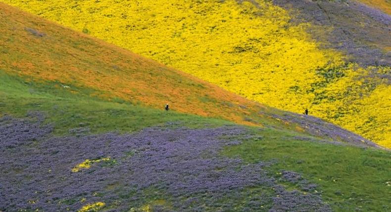 Carrizo Plain was declared a national monument in 2001 under the Antiquities Act, a decision now under review by the Trump administration