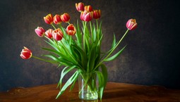 Dodaj do wody w wazonie, a tulipany będą pięknie wyglądać przez wiele dni