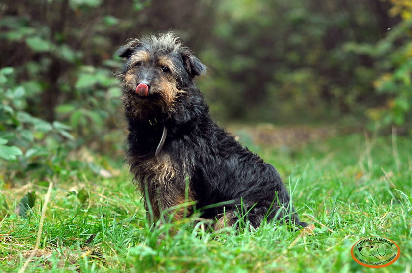 Teriery do adopcji w zgierskim schronisku