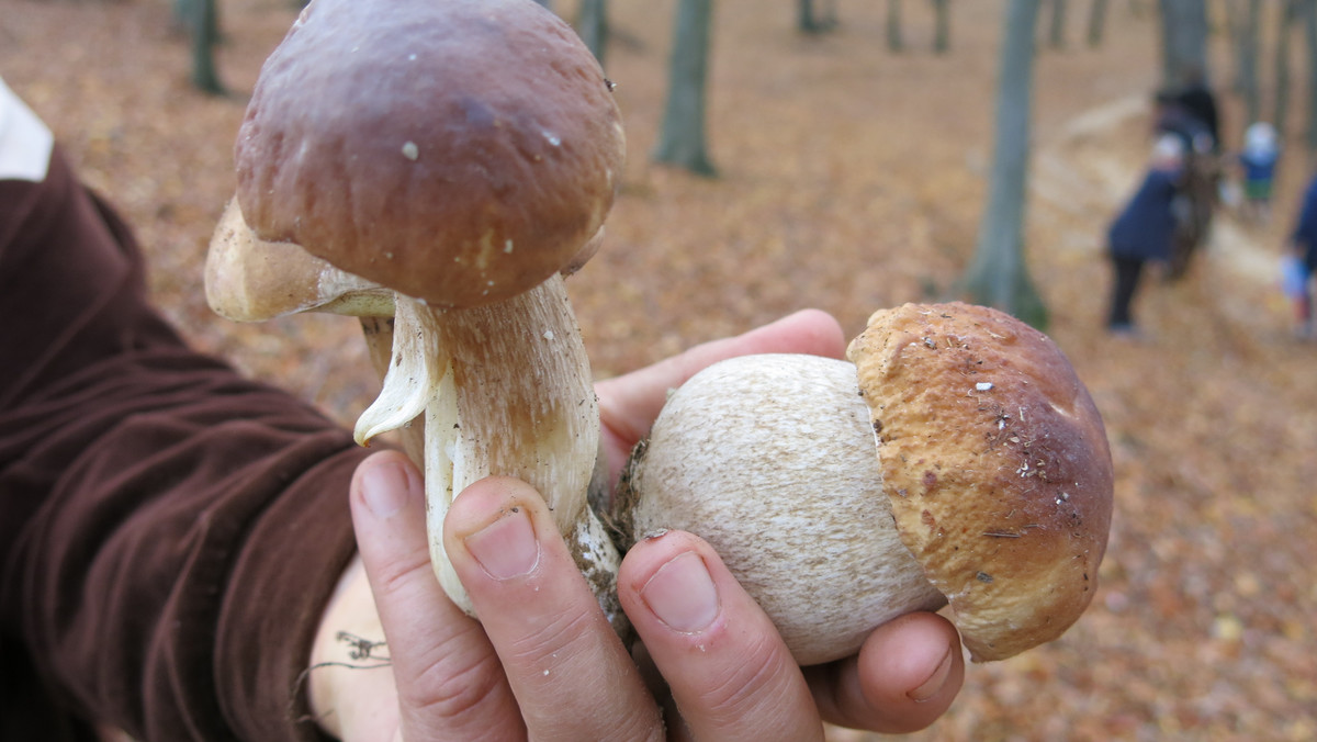 <strong>100 kilogramów borowików i innych grzybów odebrali grzybiarzom funkcjonariusze Straży Leśnej w rejonie Parmy na północy Włoch. W ten sposób ukarali ich za naruszenie precyzyjnych przepisów regulujących zbieranie grzybów w tym kraju.</strong>