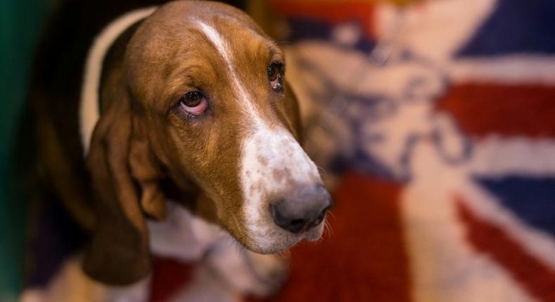 A Basset Hound pictured on the first day of the Crufts dog show at the National Exhibition Centre in Birmingham, central England, on March 9, 2017