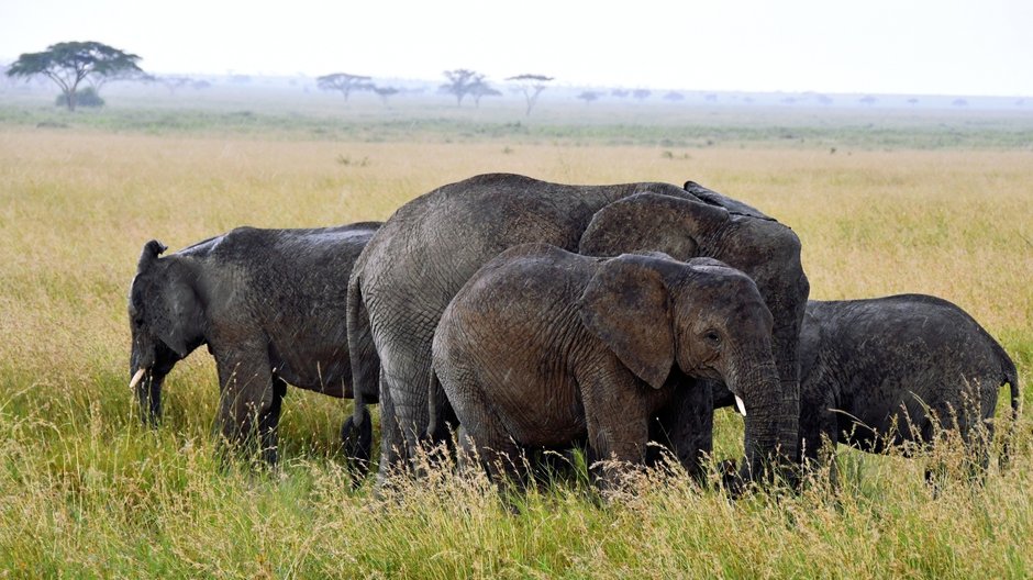 Park Narodowy Serengeti, Tanzania 2021