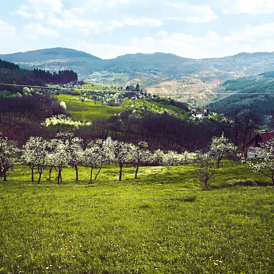 Imaju šest hektara pod raznim vrstama voća