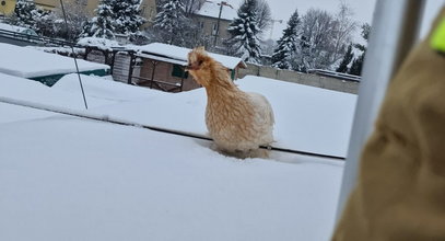 Nietypowa interwencja pod Wrocławiem. Nie uwierzycie, kogo uratowali strażacy!