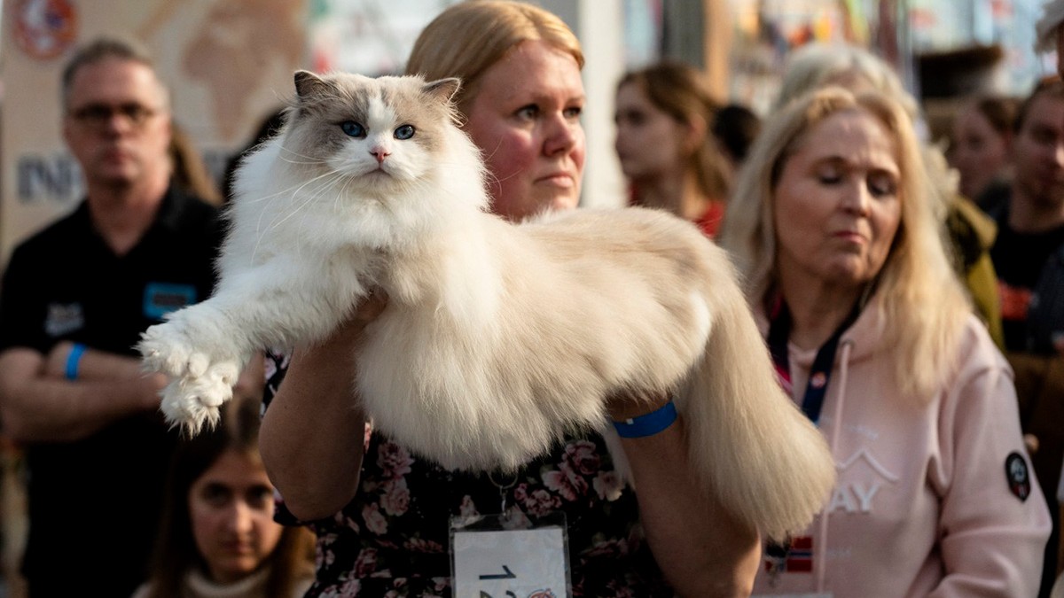 Cele mai frumoase pisici din lume au fost desemnate, la Amsterdam: „Elita miau-miau”