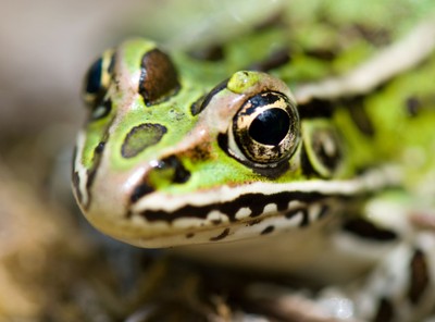 Jedna czwarta wszystkich gatunków na Ziemi jest zagrożona wyginięciem