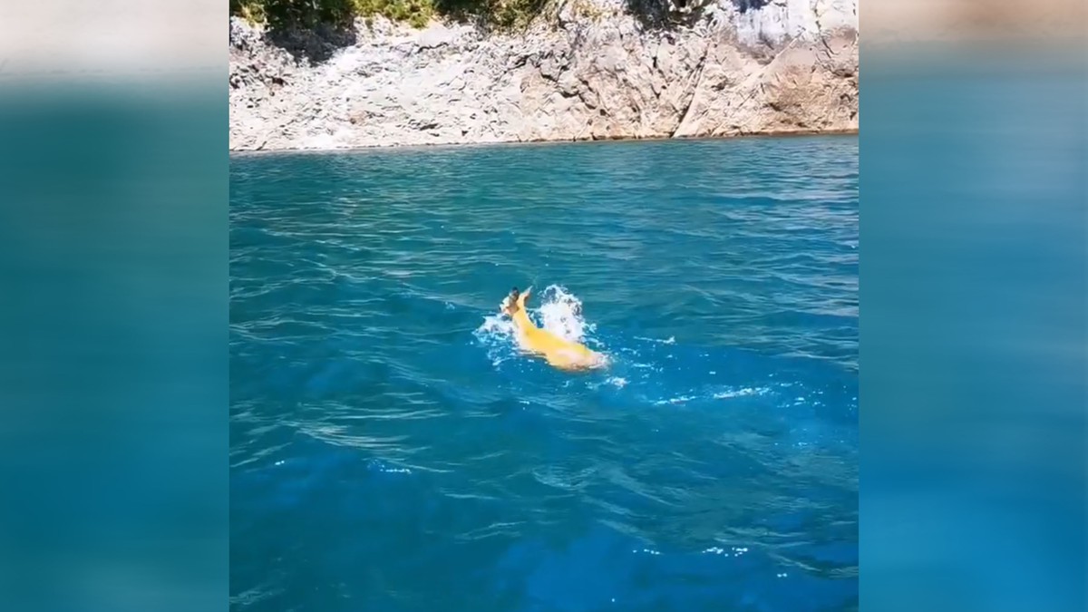 Reka Piva i srna 