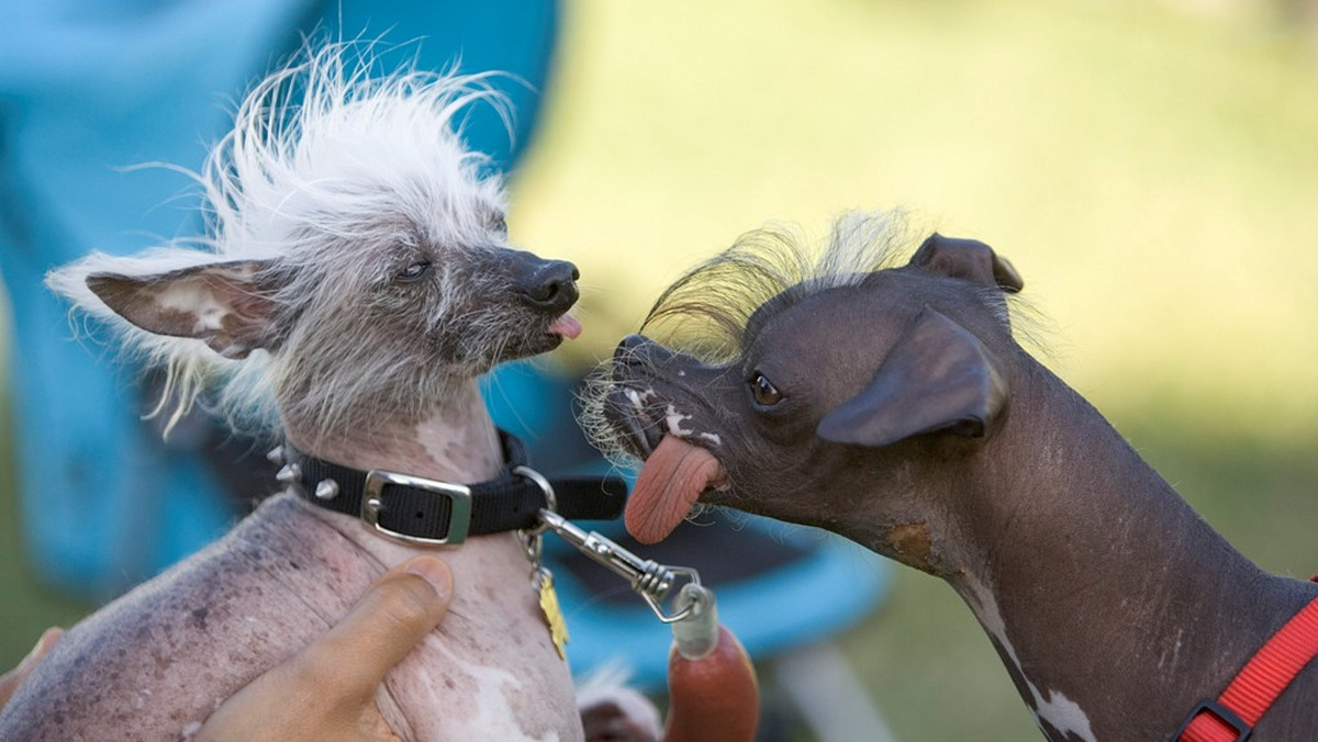 Chiński grzywacz Rascal został wybrany najbrzydszym psem świata podczas corocznego konkursu w San Diego w Kalifornii - czytamy w serwisie examiner.com.