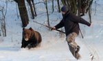 Niedźwiedź dostał dwa strzały i się wnerwił! FOTO