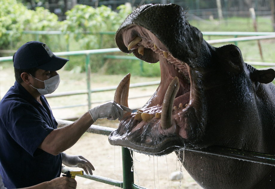 A veterinarian prepares a hippopotamus, known as "Orion," for dental treatment at the Zoo Santa Fe in Medellin, January 27, 2010. The hippo was born in the private Hacienda Napoles ranch that belonged to Pablo Escobar.