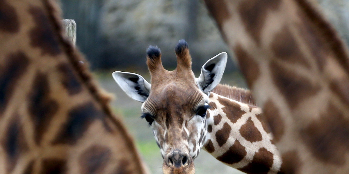 A giraffe calf is pictured among others members of the herd in their enclosure at Planckendael's zoo near Mechelen, Belgium, October 10, 2015.