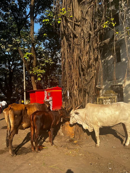 Krowy na ulicach Bombaju