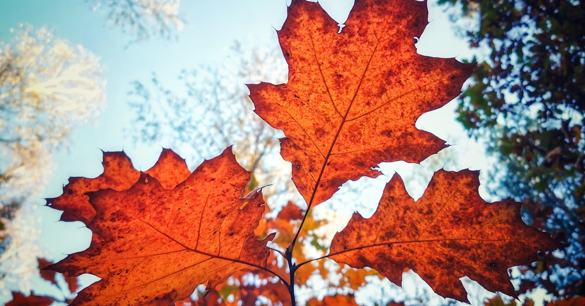 Nad Polskę napływa ciepłe powietrze dzięki wyżowi Vianelde. Prognoza pogody na czwartek, 6 listopada