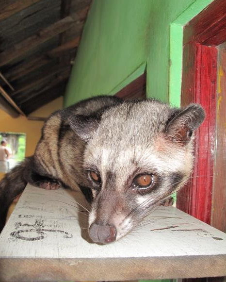 Luwak to sympatyczny zwierzak. Dlaczego ma cierpieć?, fot. Krzysztof Świercz