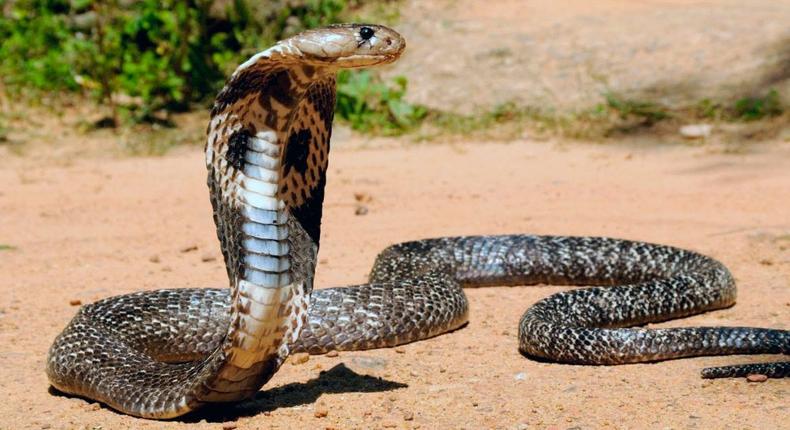 Woman forced to breastfeed 3 snakes belonging to ex-husband's family