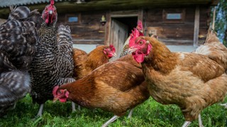 O problemach w produkcji rolnej trzeba powiadamiać fiskusa