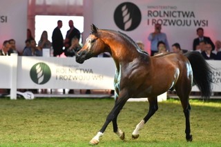 Pride of Poland w Janowie Podlaskim. Blisko 1,6 mln euro za konie