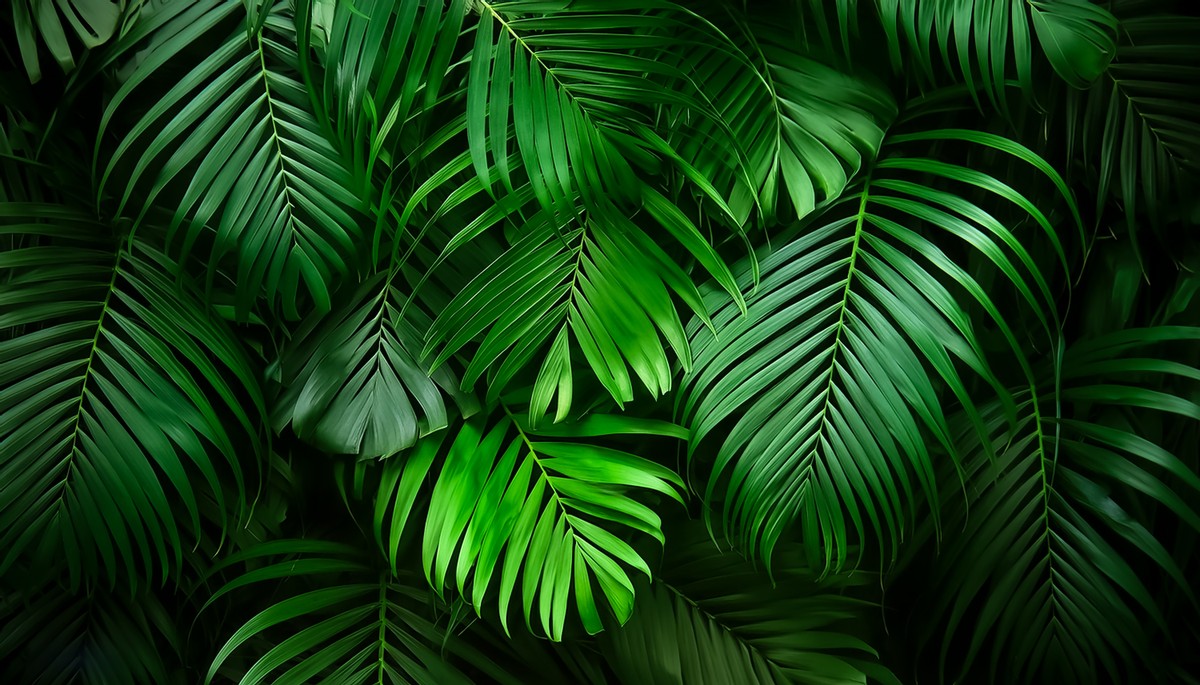 Zmiany klimatyczne przyspieszają. Ozon niszczy lasy tropikalne