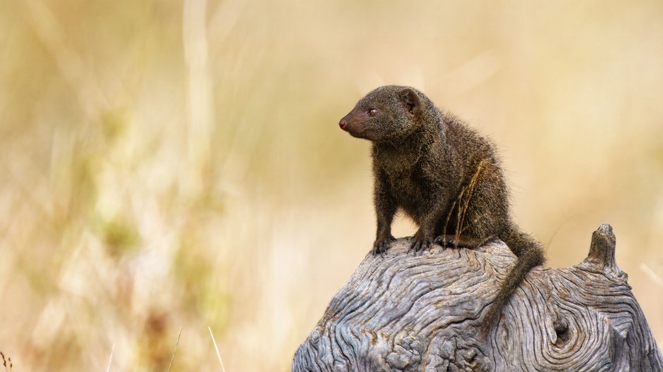 Mangusteczki karłowate zamieszkały w gdańskim zoo – nowy gatunek małych drapieżników — image 3