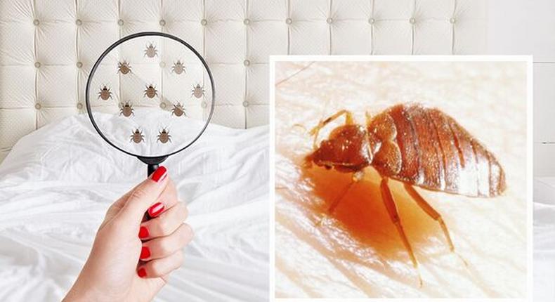 How to get rid of bed bugs [DailyExpress]