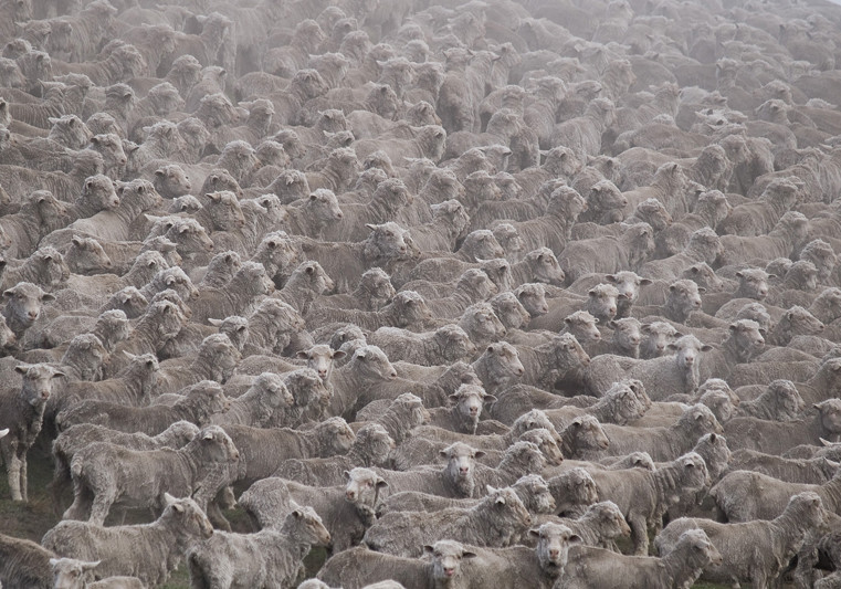 Owczy pęd, okolice Lake Pukaki. We wczesnych latach 80 tych na jednego mieszkańca Nowej Zelandi przypadało 20 owiec. Dziś prowadzące obliczenia stowarzyszenie „Meat and Wool” („Mięso i Wełna”) podaje, że na jednego mieszkańca kraju przypada prawie 10 owie
