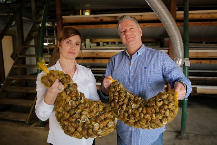 Czas trwania wyhodowania ślimaka afrykańskiego to 6-7 miesięcy. Proces hodowlany rozpoczyna się w lutym, gdy ślimaki budzą się i nabierają formy po śnie zimowym. Jeden miesiąc, mniej więcej do kwietnia, potrzebny jest na złożenie jaj. Kolejne 20 dni jaja muszą przebywać w inkubatorach. Do maja odbywa się tucz wstępny w szklarni lub tunelu foliowym. Proces hodowlany kończy się we wrześniu zbieraniem ślimaków. <br> Na zdjęciu właściciele firmy Grzegorz Skalmowski (P) i Mariola Piłat-Skalmowska (L). <br><br>fot. (tw/mr) PAP/Tomasz Waszczuk