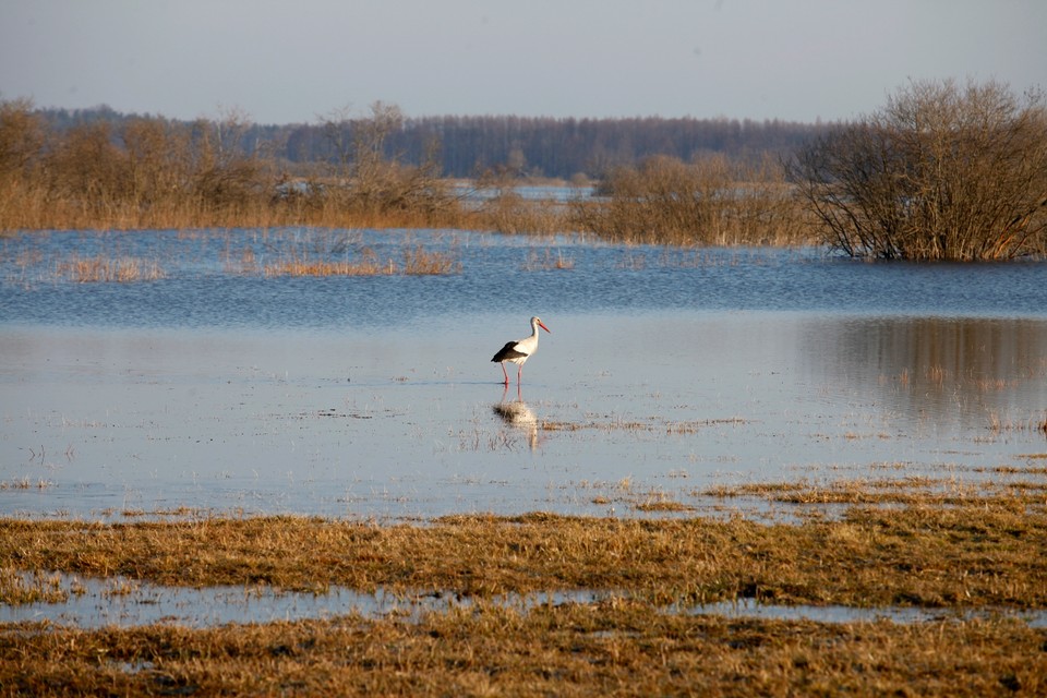 IMGW ostrzega: rośnie poziom wód w rzekach