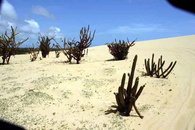 Galeria Brazylia - Canoa Quebrada, obrazek 35