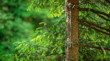 kornik drukarz przechytrzony przez grzyba. niezwykła chemiczna wojna w