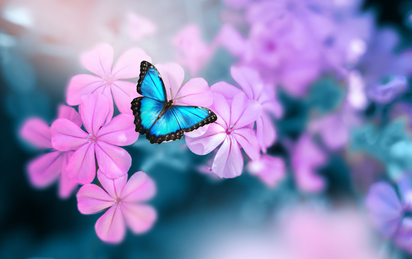 Quiz Biologia przyroda quiz z przyrody biologii motyl naturaBeautiful,Blue,Butterfly,Morpho,On,Pink-violet,Flowers,In,Spring,In