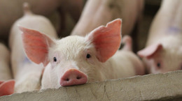 Badacze ożywili mózgi martwych świń. Co to może oznaczać? Aż trudno uwierzyć