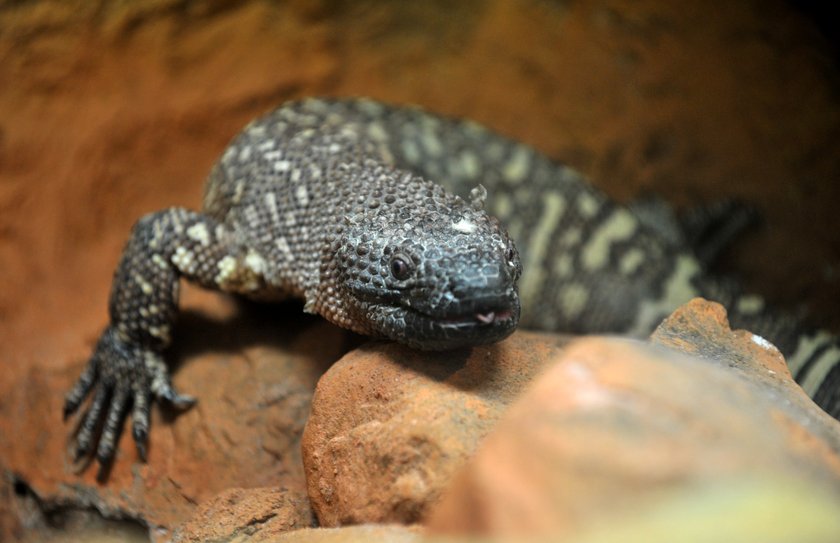 Helodermy już można oglądać w łódzkim zoo