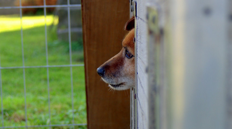 Slezák Diána egy tonnányi kutyaeledelt adományozott a paksi menhely számára /Illusztráció: Pixabay