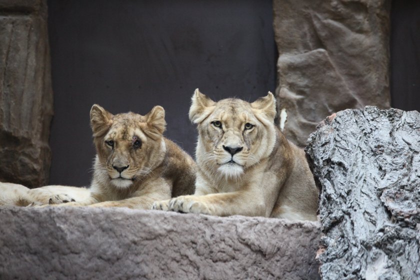 Lew pogryzł lwicę w gdańskim zoo