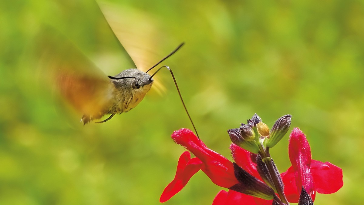 Fot. Thomas Easterbrook/Wildlife Photographer of the Year