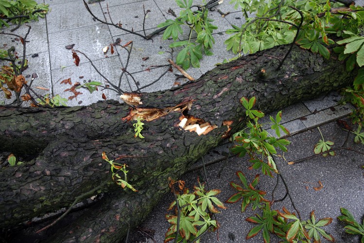 Zniszczenia po burzy