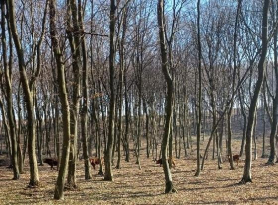 Krowy uciekinierki na terenie Nadleśnictwa Mircz