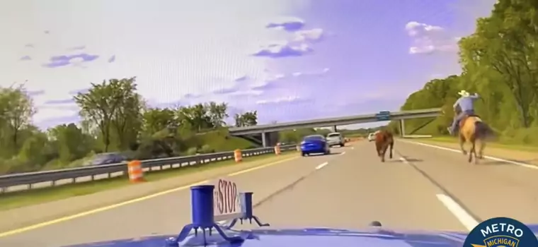 Prawdziwy kowboj pędził po amerykańskiej autostradzie. Powód był poważny [WIDEO]