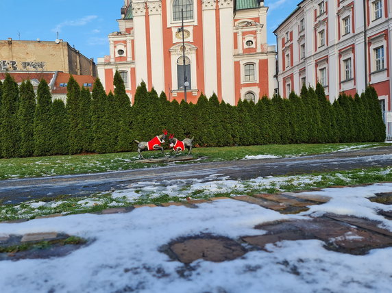 koziołki w świątecznych ubrankach fot. Codzienny Poznań