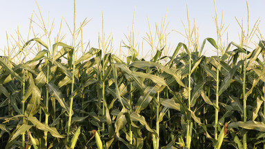 Zbiory kukurydzy dobiegają końca. Dotąd zebrano 70 proc. areału