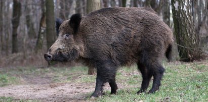 Mysłowice. Dziki napadły na ojca i niepełnosprawne dziecko