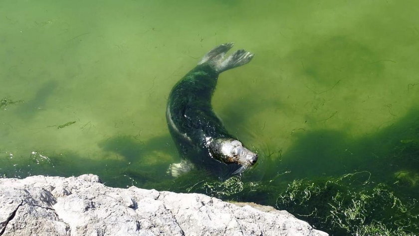 Hiszpania: foka zarośnięta wodorostami w zoo w Santander