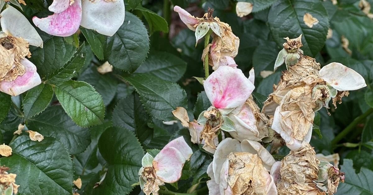 Jak i do kiedy ogławiać róże? Znajdź liść adekwatny i tnij w ten sposób