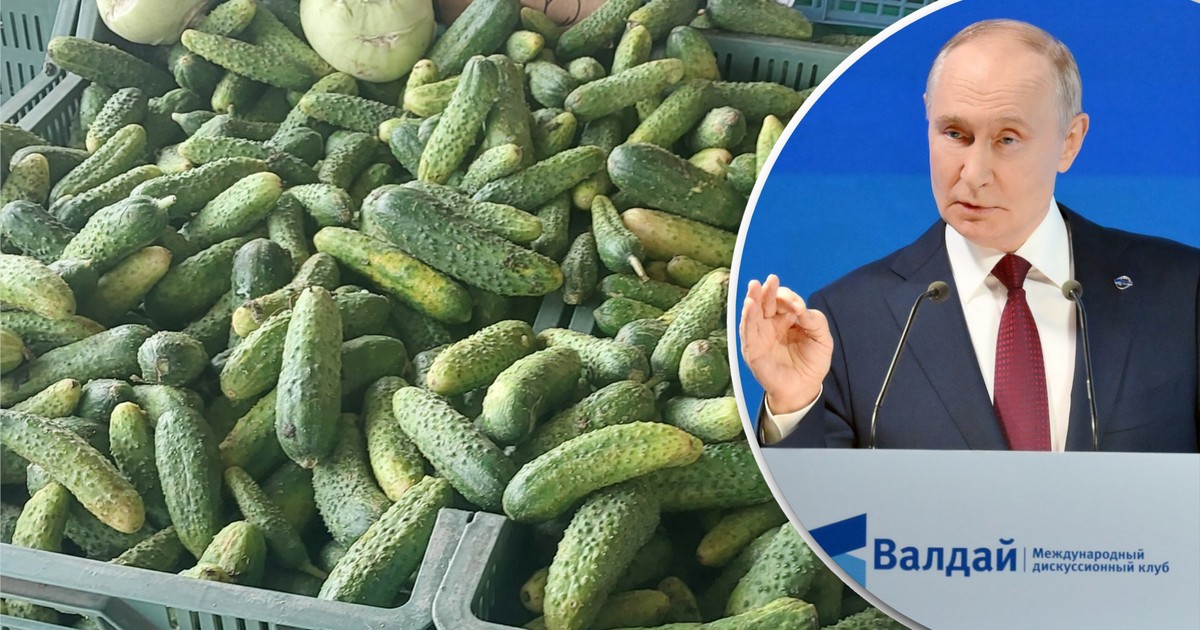 Rosyjskie ogórki wjeżdżają do Polski. "Holendrzy nauczyli uprawiać, Polacy postawili im szklarnie"